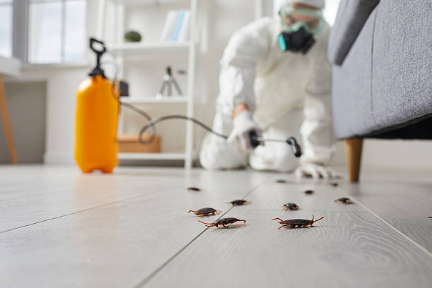 Post-Treatment Bed Bug Interceptor Monitoring in Bel Air